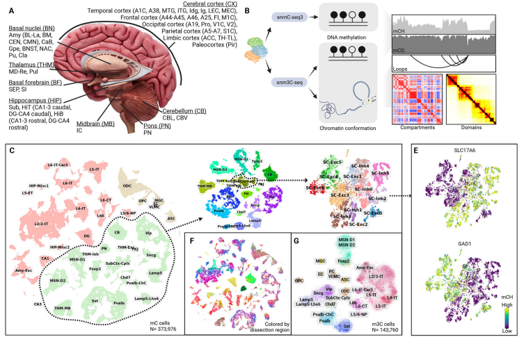 sc-methylation sequencing