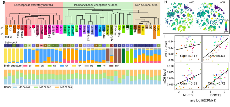 brain cell type taxonomies