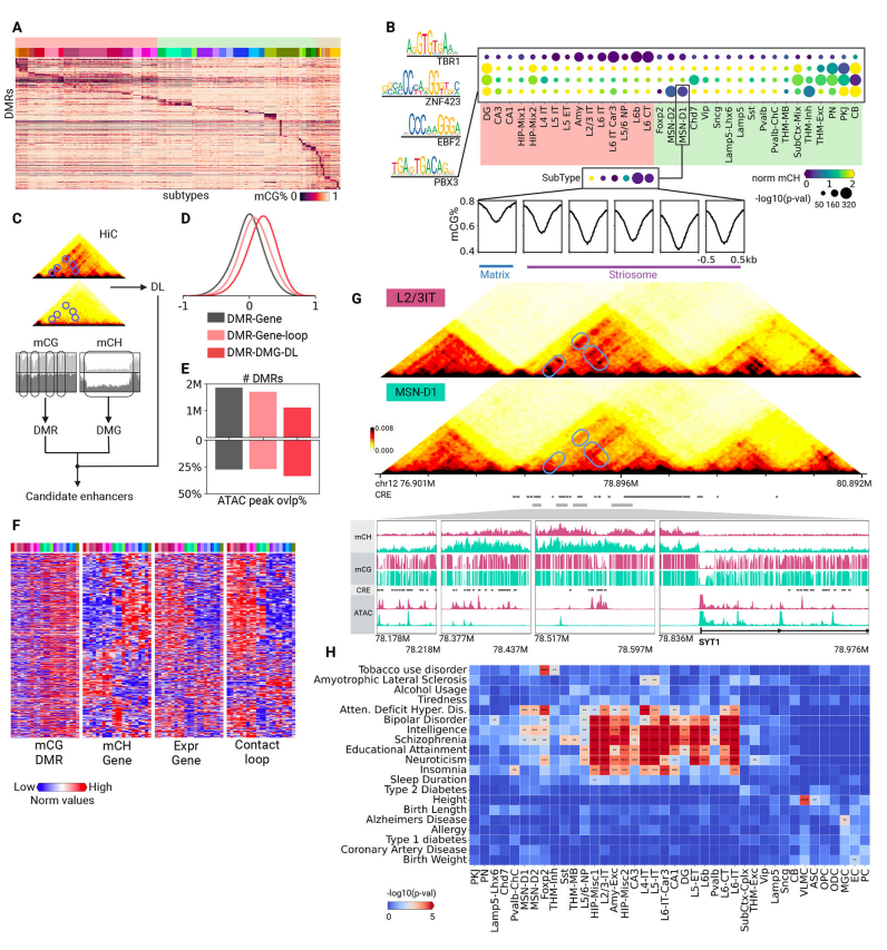 Compartments, domains, and loops in brain cell types