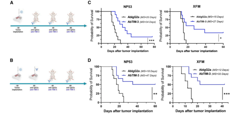 TIM-3’s role in the tumor