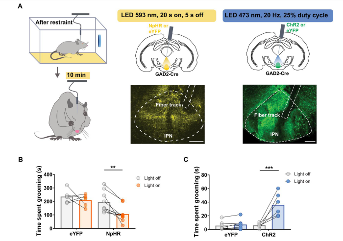 IPN GAD2+ニューロン活性の光遺伝学的操作が自己なでつけ行動に影響を与える